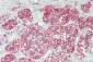 GLA / Alpha Galactosidase Antibody